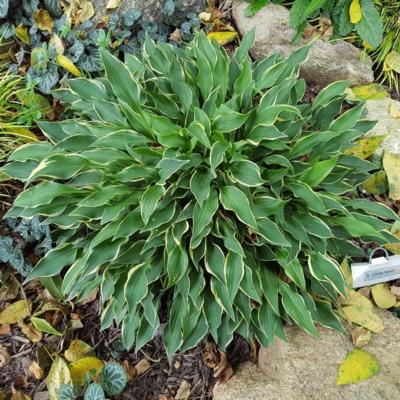 Hosta 'Little Devil'